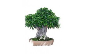 Ficha Cultivo - Ficus Retusa