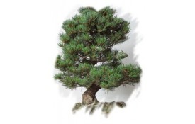 Ficha Cultivo - Pinus Pentaphyla