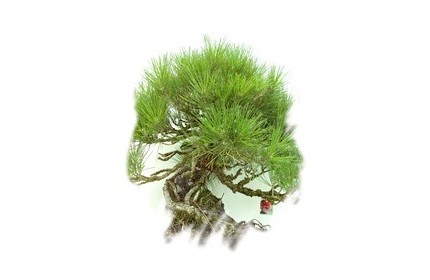 Ficha Cultivo - Pinus Thumbergii