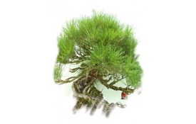 Ficha Cultivo - Pinus Thumbergii