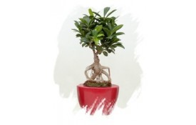 Ficha de Cultivo - Ficus "Ginseng" 